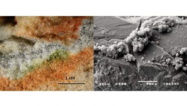 Antarctic fungi could survive on Mars!